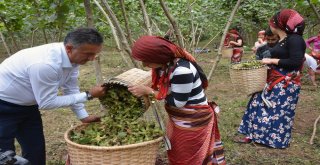 (Özel) Fındık Hasadı Dua Ve Kemençeyle Başladı