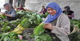 İnegölde Tütün Hasadı Başladı