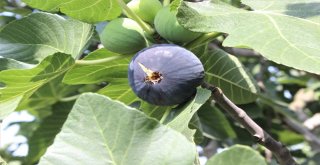 Dünyaca Ünlü Meyveye İhracat Yasağı