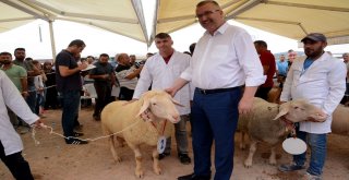 Küçükbaş Hayvan Ve Ekipmanları Tanıtım Günlerinde Çoban Köpekleri Ve Koçlar Yarıştı