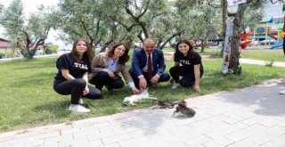 Mudanyada Sokak Hayvanları İçin Mamamatik