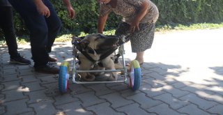 Yanlış Tedaviyle Ayakları Kesilen Köpeğe Yürüteç