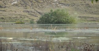 Kars Baraj Gölü Yaban Hayatına Ev Sahipliği Yapıyor