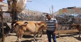 Siirtte Aşılama İle Hayvan Ölümleri Minimuma İndirildi