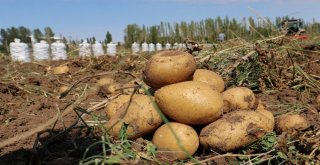 Sivasta 60 Bin Ton Patates Hasadı Bekleniyor