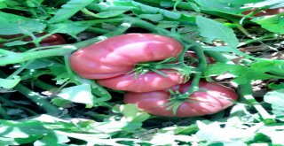 Ata Tohumları Aydın Büyükşehir İle Hayat Buluyor