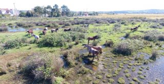 Drone Gören Atların Şaşkınlığı