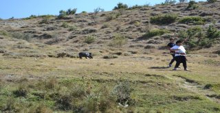 Geleneksel Okçular Üç Boyutlu Hedefleri Vurmak İçin Yarıştı