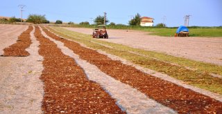 Çiftçinin Tüfekli Üzüm Nöbeti