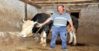 Çorumda 2.2 Tonluk Kurbanlık Görücüye Çıktı