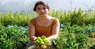 (Özel) Üniversiteli Genç Kız, Kastamonuda İmece Usulü Köy İşlerinde Çalışıyor