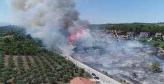 (Özel Haber) Bursada Lüks Villaların Yanında Küle Dönen Ciğerleri Yeniden Yeşeriyor