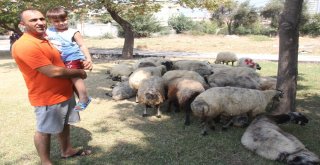 Kaçan Kurbanlık Koyunlar Sahibiyim Diyene Yediemin Olarak Verildi
