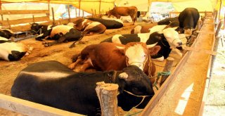 Kurbanlık Alırken Dikkat Edilmesi Gereken Hususlar