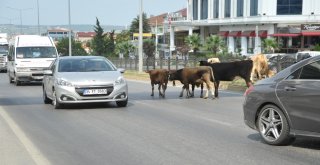 Karayolunda Başıboş Hayvanlar Trafiği Tehlikeye Düşürdü