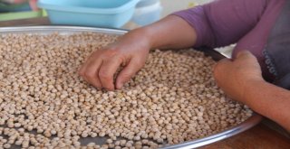 Ağın Leblebisine Talep Çoğaldı, Üretim Yüzde 300 Arttı