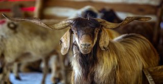 Başkentliler Yakacıkta Pazarlığa Tutuştu