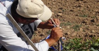 Gercüşte Fıstık Ağaçları Aşılanmaya Başlandı