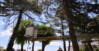 Yuvasından Düşen Yavru Kuşa Polis Şefkati