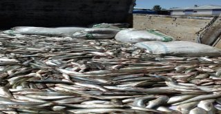 Vanda 250 Kilogram Kaçak Avlanmış İnci Kefali Balığı Ele Geçirildi