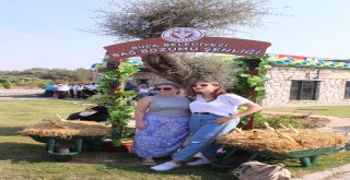 Bucada Renkli Bağ Bozumu Şenliği