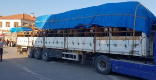 Kastamonudan 8 Tır Dolusu Kurbanlık, İstanbula Gönderildi