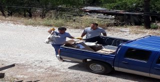 Burdurda Sokak Kedilerinin Zehirlendiği İddiası