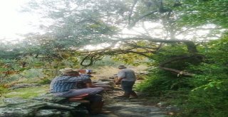 Akçalıda Zeytinlik Arazilere Yol Yapıldı