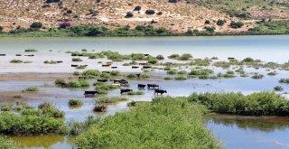 Gezginlerin Yeni Rotası Serçin Oldu