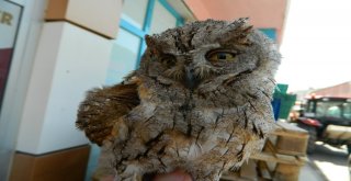 Yaralı Baykuşu Veterinerde Tedavi Ettirdi