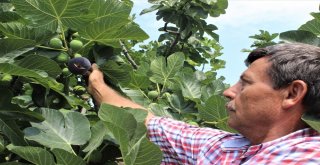 Dünyaca Ünlü Meyveye İhracat Yasağı