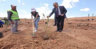 Çöp Sahası Yeşerecek