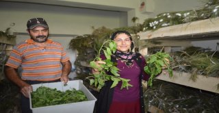 İpekböceği Kadınların Yüzünü Güldürdü