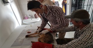 Çukura Düşen Çakal Kurtarıldı