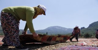 Buğday Tarlası, Halı Tarlasına Dönüştü