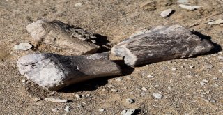 Gobi Çölünde 3 Yeni Dinozor Türü Bulundu