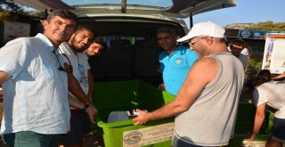 Tedavisi Tamamlanan Caretta Carettalar Denizle Buluştu