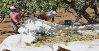 Fıstıkta Rekolte Düştü, Fiyatlar Yükselebilir