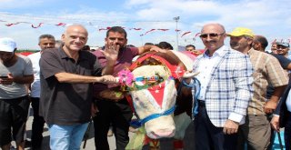 Birbirinden Güzel Kurbanlıklar Podyumda Boy Gösterdi