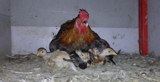 Civcivlerin Üzerine Tavuk Yerine Horoz Yattı