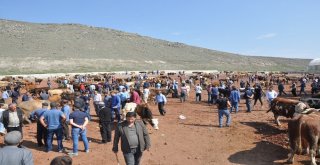 Kars Hayvan Pazarında Kurban Bayramı Hareketliliği