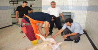 Antalyada Kurban Kesim Kursu