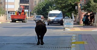 Kaçan Boğa, Aileye Bayramı Zehir Etti