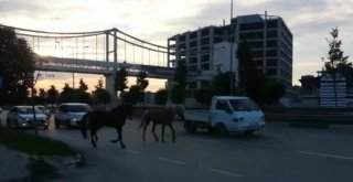 Bursada Başı Boş Atlar Trafiği Tehlikeye Soktu