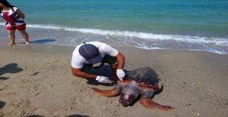 Güzelçamlı Sahilinde Ölü Caretta Caretta Bulundu