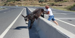 Yolunu Şaşıran Eşeğin İmdadına Yardımsever Genç Yetişti