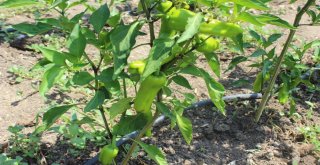 (Özel Haber) Hem Üniversite Okuyor, Hem De Organik Sebze Üretiyorlar