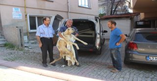 Boz Ayının Saldırısına Uğrayan Köpek Bursaya Götürüldü
