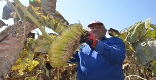 Tavas Ovasında Ayçiçeği Hasadı Başladı