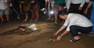 Bakan Kurum Caretta Carettaları Denizle Buluşturdu